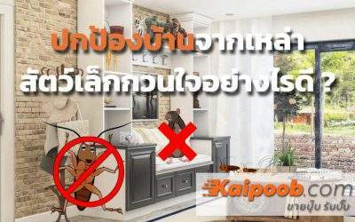 ปกป้องบ้านจากเหล่าสัตว์ตัวเล็กกวนใจอย่างไรดี?